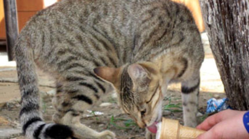 Dondurma yiyen kedi