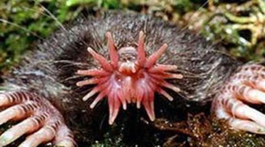 B&ouml;yle acayip hayvanlar g&ouml;rmediniz