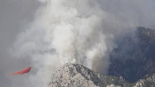 Orman yangınlarında zarar gören hayvanların yaralarını sarıyorlar