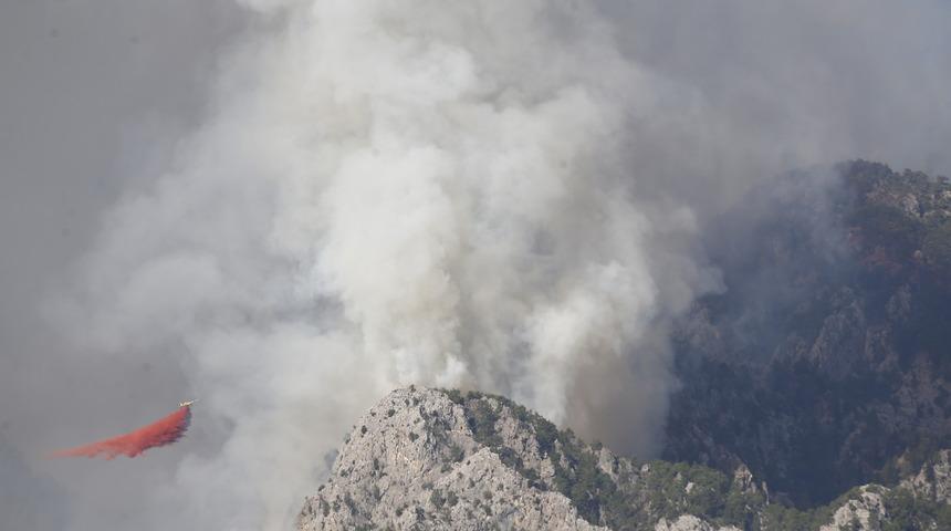 Orman yangınlarında zarar gören hayvanların yaralarını sarıyorlar