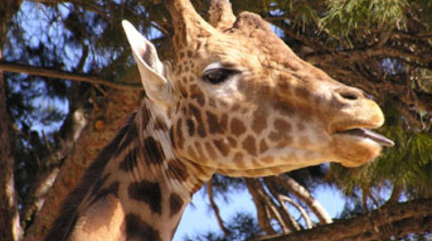 Verem kontrol&uuml; yaparken z&uuml;rafayı &ouml;ld&uuml;rd&uuml;ler