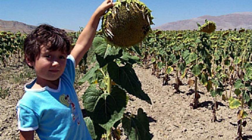 K&uuml;resel ısınma, ay&ccedil;i&ccedil;eği tarlalarını da vurdu
