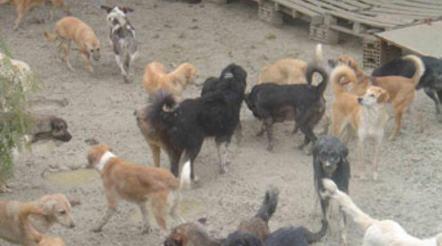 Kadık&ouml;y'de k&ouml;pek dehşeti