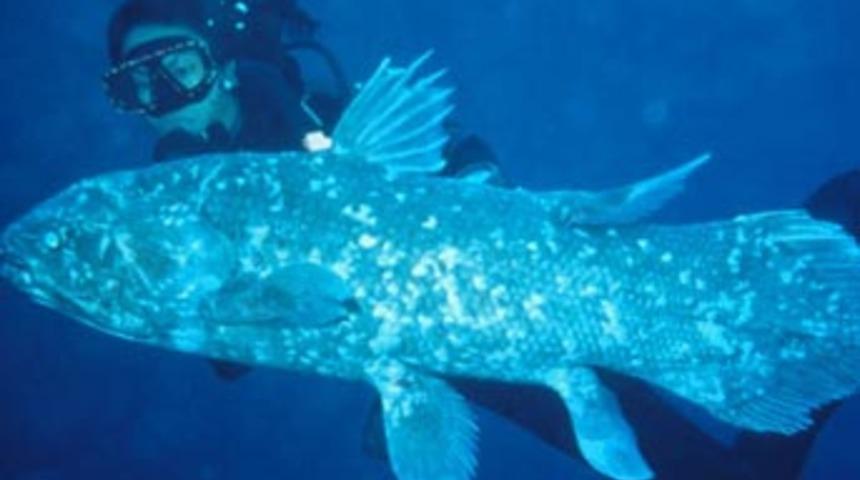 Endonezyalı balık&ccedil;ı ''yaşayan fosil'' yakaladı