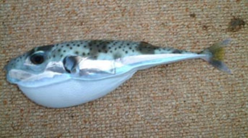 Akdeniz'de zehirli balık uyarısı