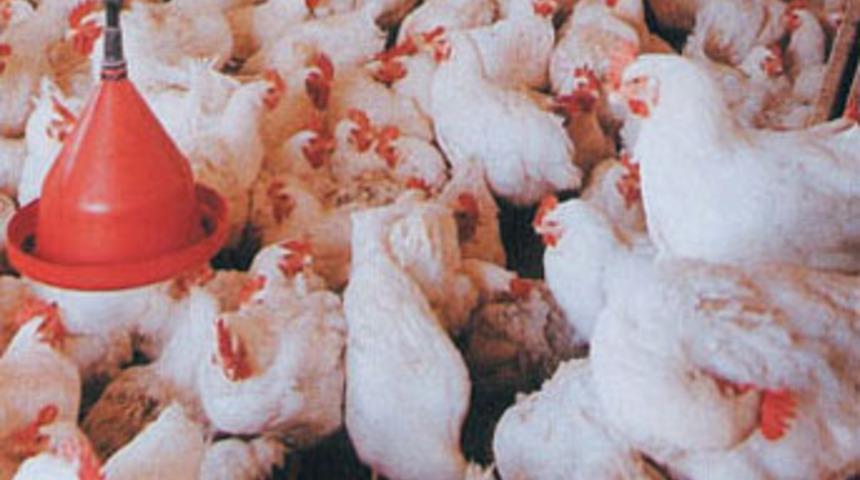 Yaz aylarında tavuk t&uuml;ketimine dikkat