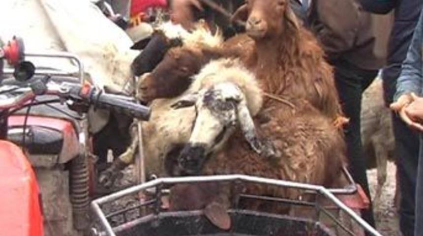 Kurban pazarında kurbanlıklara eziyet