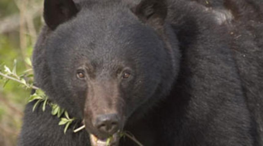 Ayılar 600 kilo balı yedi