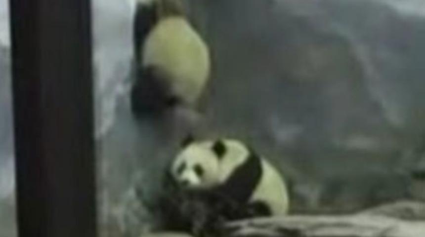 Yavru pandanın komik firarı