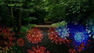 Ormanda keşfedilen dev virüsler bilim insanlarını hayrete düşürdü! Özellikleri inanılmaz: 'Saç' detayı dikkat çekiyor