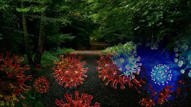 Ormanda keşfedilen dev virüsler bilim insanlarını hayrete düşürdü! Özellikleri inanılmaz: 'Saç' detayı dikkat çekiyor