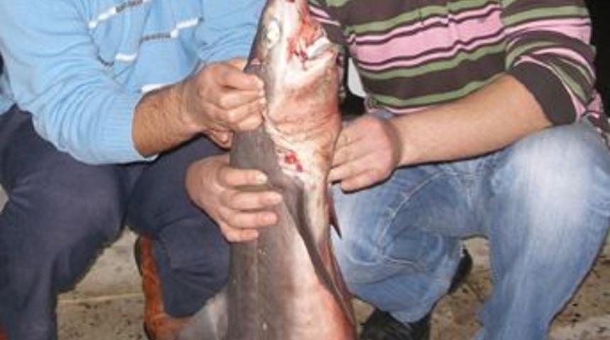 Kızılırmak'ta k&ouml;pek balığı paniği