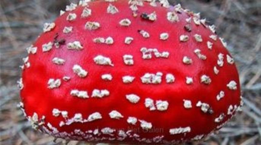 Mantar yakında biyoyakıt &uuml;retiminde kullanılabilir