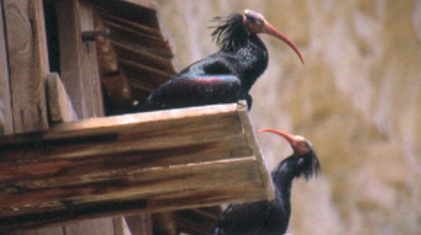 Kelaynaklar 17 yıl sonra ilk kez g&ouml;&ccedil; yolunda