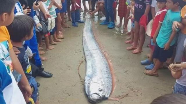“Kıyamet alameti” olarak yorumlandı! Kıyıya vuran kürek balığı korku yarattı... Onu görmek için birbirleriyle yarıştılar
