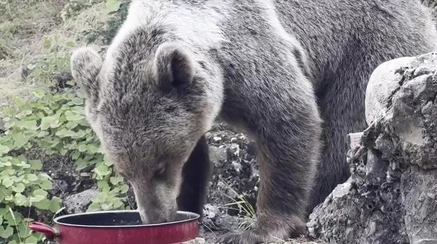 Tavada yemek verip besliyorlar! Ayının o halleri kaydedildi... Piknik yapanların maskotu oldu