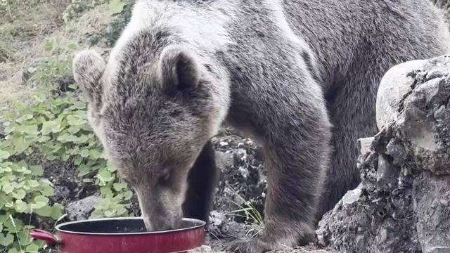 Tavada yemek verip besliyorlar! Ayının o halleri kaydedildi... Piknik yapanların maskotu oldu