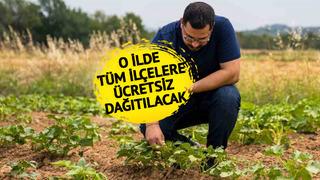Ücretsiz dağıtılacak! Ekonomik getirisi yüksek... Kuraklığa dayanıklı, daha iyi gelir elde etmelerine katkı sağlayacak