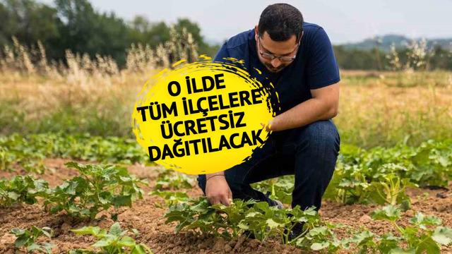 Ücretsiz dağıtılacak! Ekonomik getirisi yüksek... Kuraklığa dayanıklı, daha iyi gelir elde etmelerine katkı sağlayacak