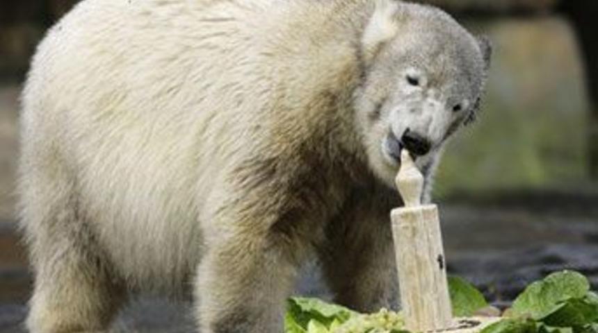 Knut'a balıklı pastayla doğum g&uuml;n&uuml; partisi