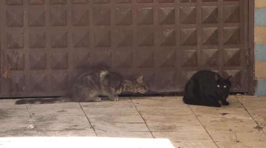 Annesi günlerdir kapıda bekliyordu, garajda mahsur kalan yavru kedi kurtarıldı