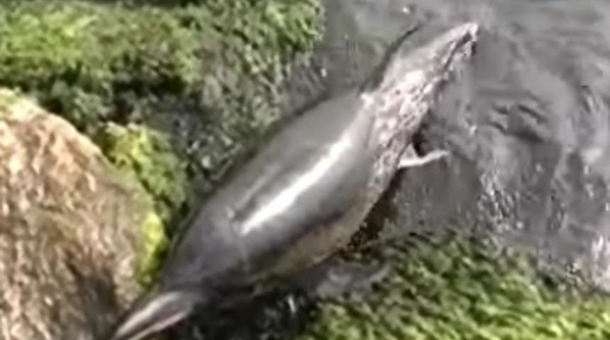 Kafasına vura vura yunusu &ouml;ld&uuml;rd&uuml;ler