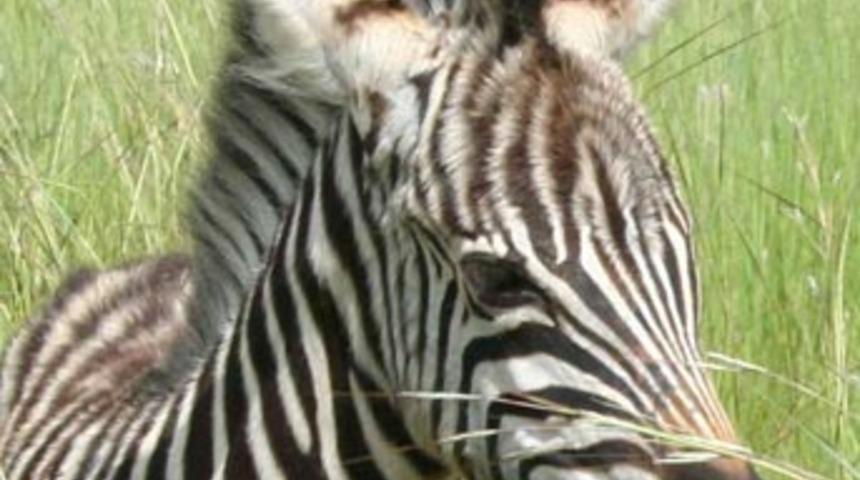 Annesi &ouml;len yavru Zebra'nın &ccedil;ırpınışları