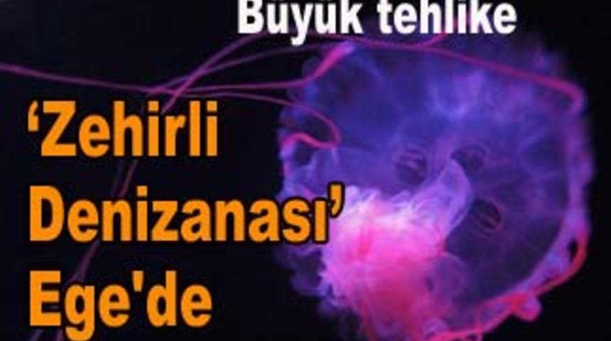 Kuşadası'na denizanası istilası