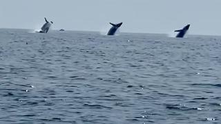 ABD’de muhteşem anlar! Balinaların dansı izleyenleri mest etti