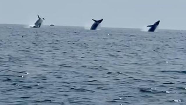 ABD’de muhteşem anlar! Balinaların dansı izleyenleri mest etti