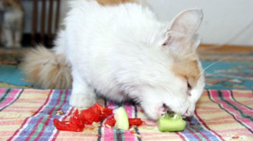 Bu da "vejetaryen kedi"