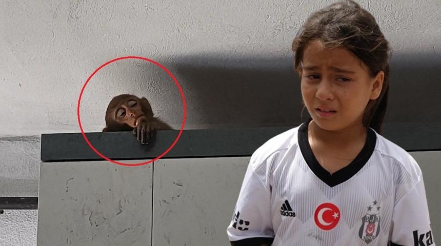 "Şakir'i neden götürdüler ki? Ben onu çok sevdim" Günlerdir evlere giriyordu! Maymun giderken gözyaşlarını tutamadı