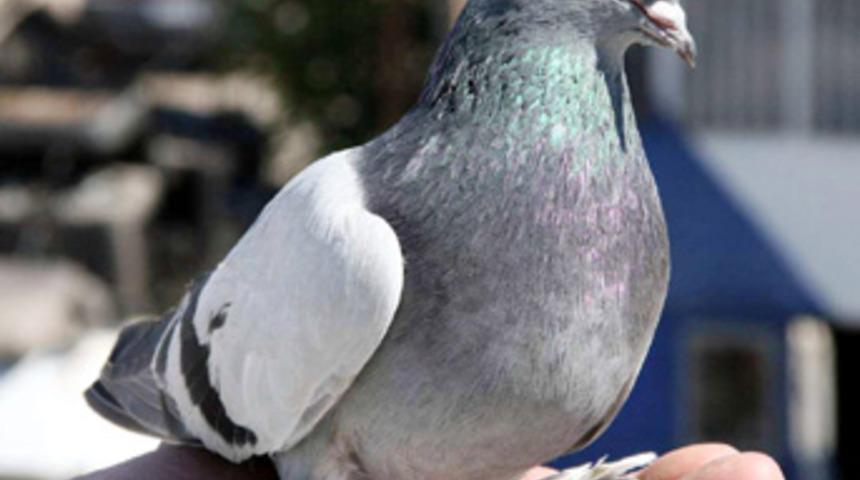 Adana'da g&uuml;vercin kavgası kanlı bitti: 1 &ouml;l&uuml;