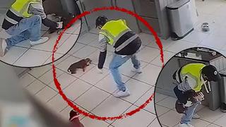 Vicdansız hırsız önce kapıları kırdı! Sonra evden köpeği çaldı... Bir eliyle ağzını kapatıp kucaklayarak koşarak kaçtı