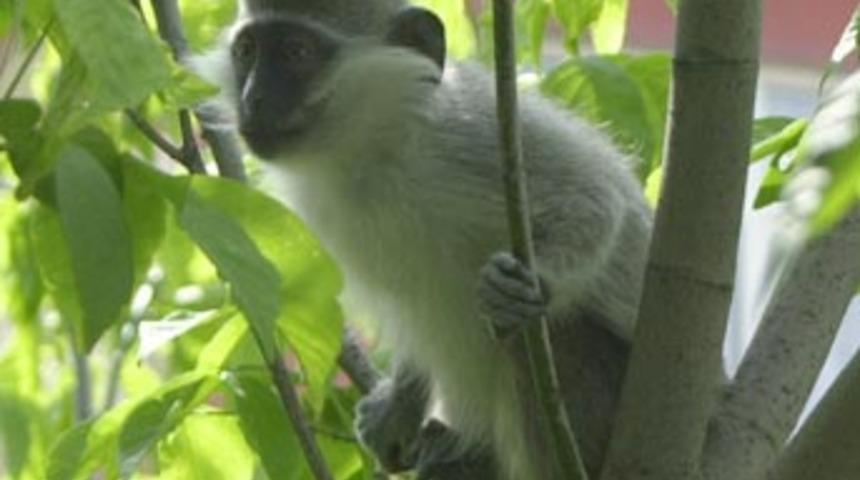 Soyu t&uuml;kenmekte olan maymun t&uuml;r&uuml;ne rastlandı