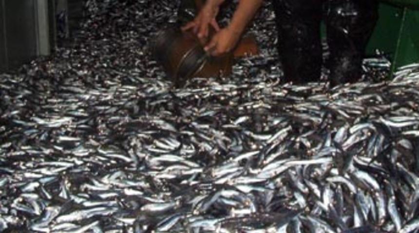 Çanakkale'de yüzlerce ölü balık kıyıya vurdu