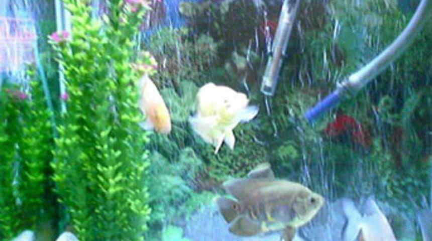Akvaryumda balık beslemek stresi azaltıyor