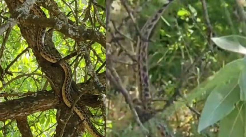 Türkiye'nin en büyük yılanlarından... O ilde görüntülendi 'Abartısız 2,5 metre uzunluğu vardı'
