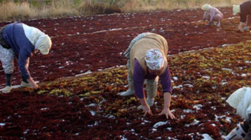 Organik tarımda gerilerdeyiz