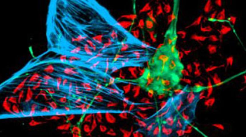 K&ouml;k h&uuml;cre kalbi onarıyor