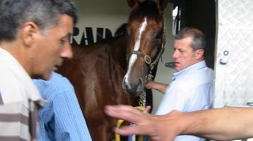 Krali&ccedil;e ve Şeyh'in atları İstanbul'da