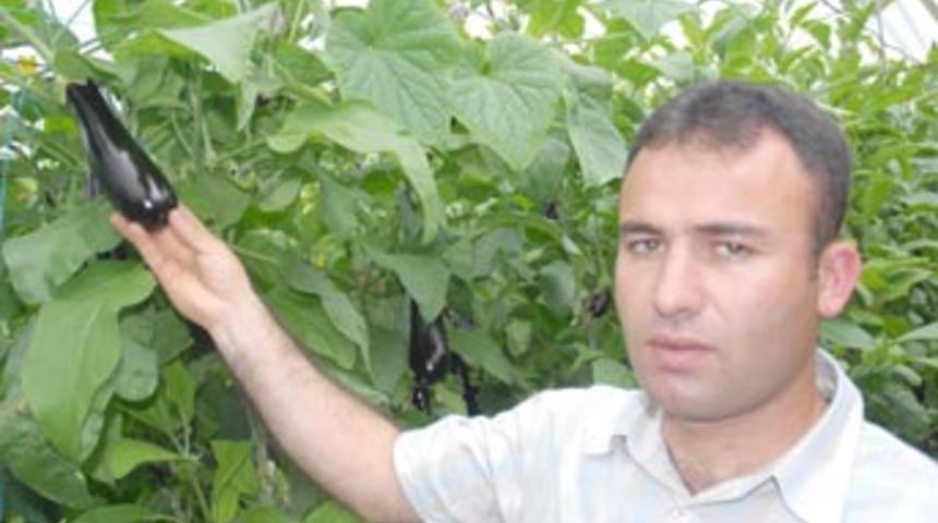 D&uuml;nyanın ilk patlıcan ağacı T&uuml;rkiye'de