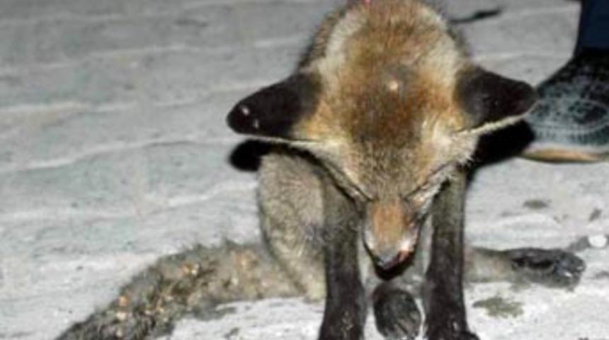 Tilki yavrusuna avcılar sahip &ccedil;ıktı