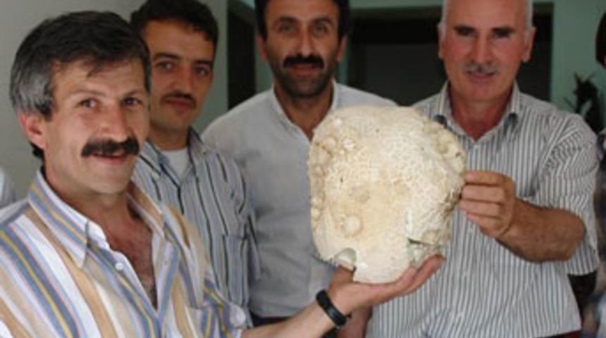 3 kiloluk dev mantar bulundu