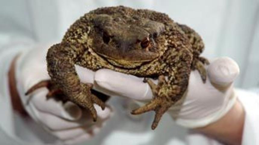 Adapazarı'nda dev kurbağa