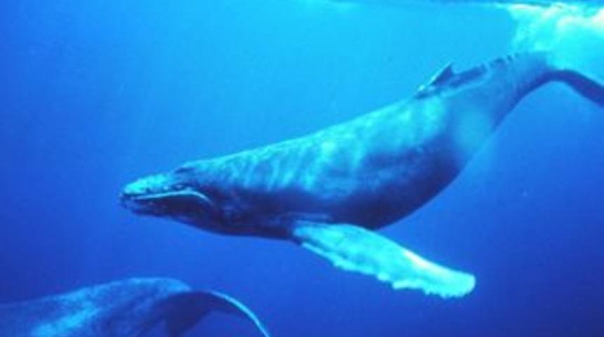 Balıkçılar yeniden kambur balinanın peşinde