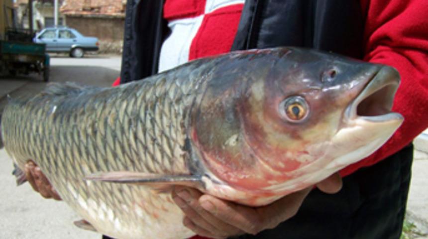 Beyşehir G&ouml;l&uuml;'nde eşi g&ouml;r&uuml;lmemiş balık