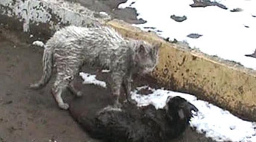 Kediler b&ouml;yle kavga etti