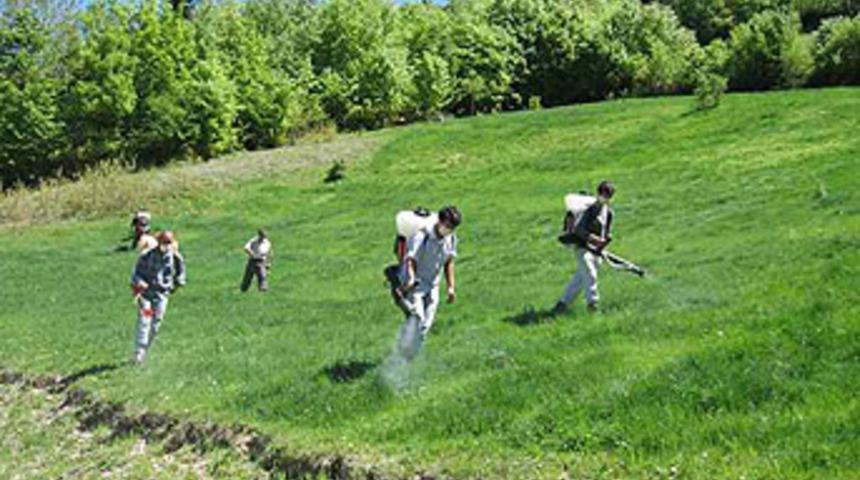 G&uuml;m&uuml;şhane'de &ccedil;ekirge ile m&uuml;cadele başlatıldı