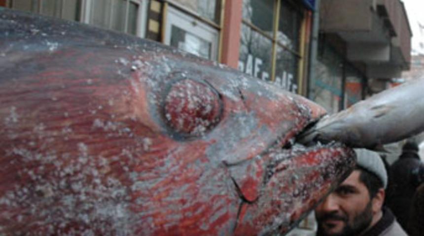 220 kiloluk dev orkinos